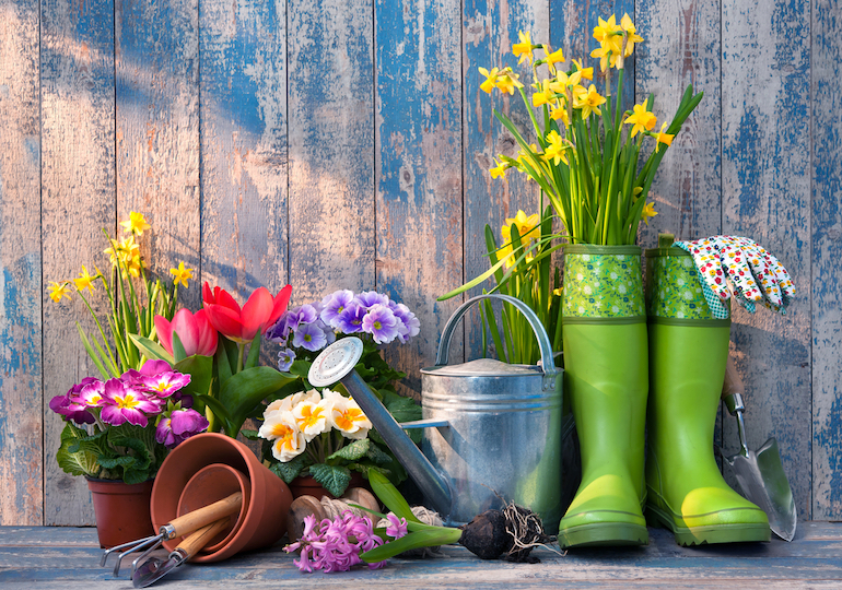 Spring flowers and gardening tools