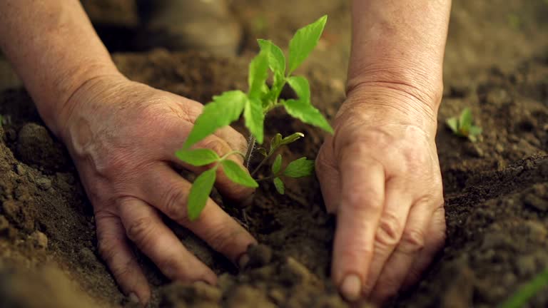 Hands holding a small plant in soil