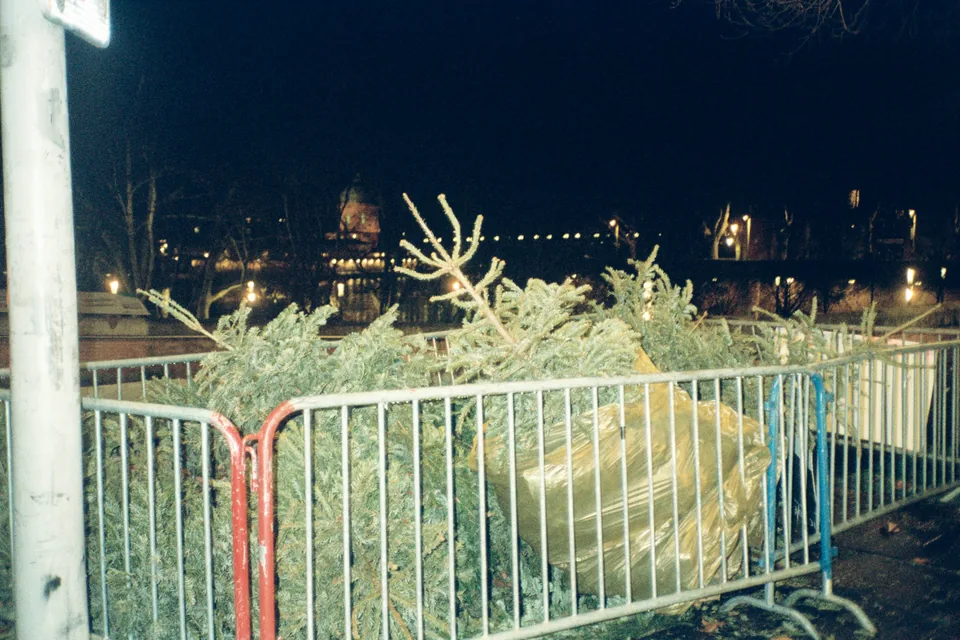 A collection of discarded Christmas trees, illustrating a Christmas-tree recycling service