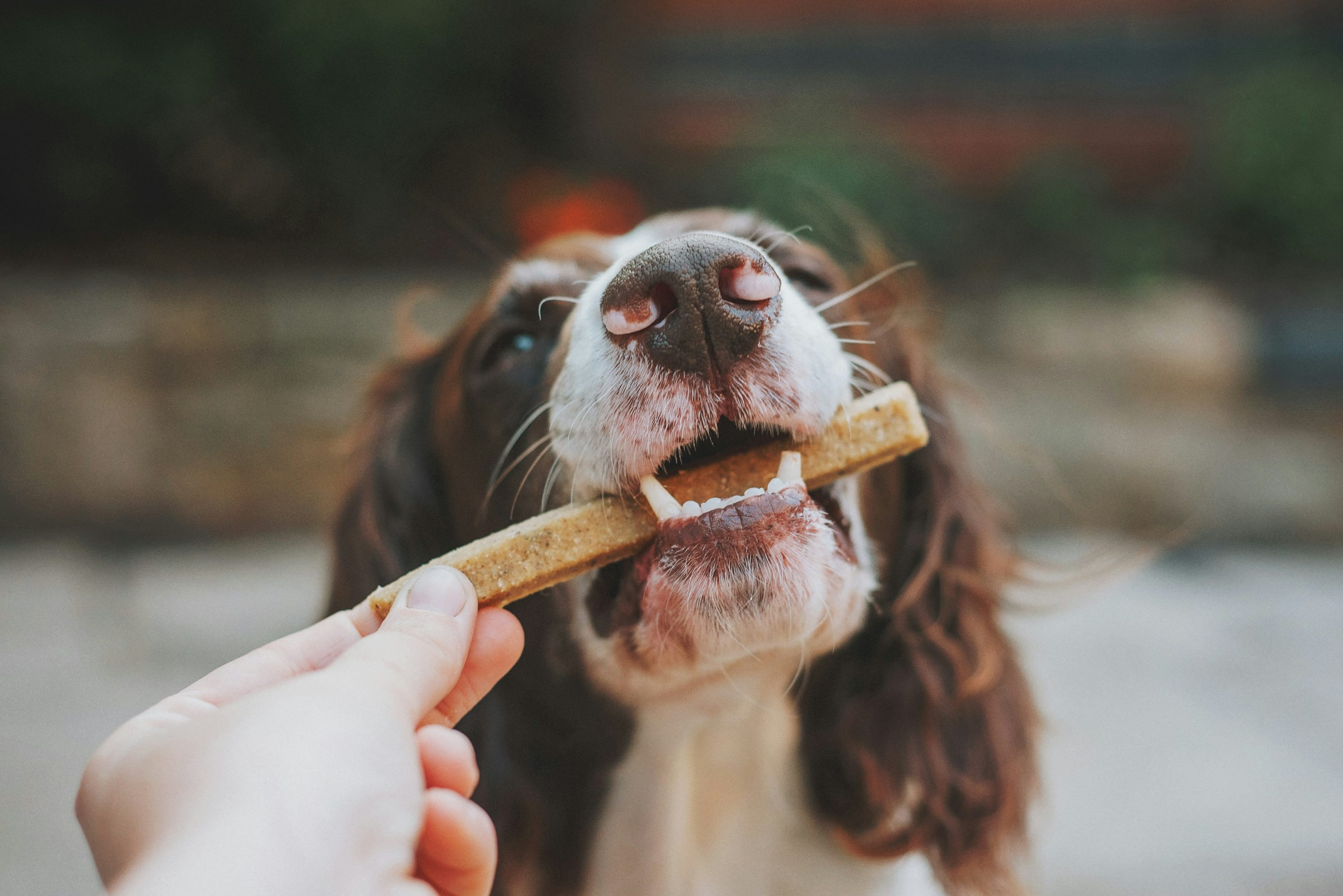 A dog enjoying a dog biscuit, illustrating a handmade dog-treat business